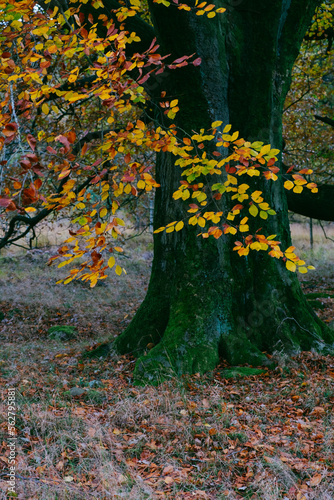 Gloomy and dramatic autumn tree close up with a carpet of glowing orange fallen leaves on a background.