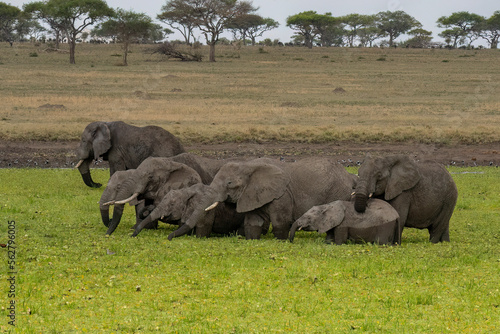 Elephants in Tanzania