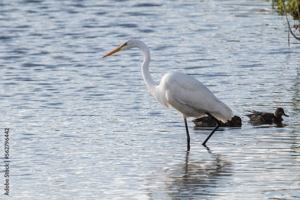 A Great Egret looking for food in the water.