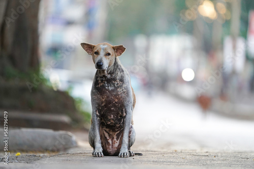 Photography Close up of street dogs sitting on road, indian street dog has skin diseases, Sk