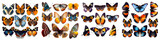 Various colorful butterflies on a white background.