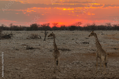 Giraffe by pond in th Etosha National Park in Namibia.