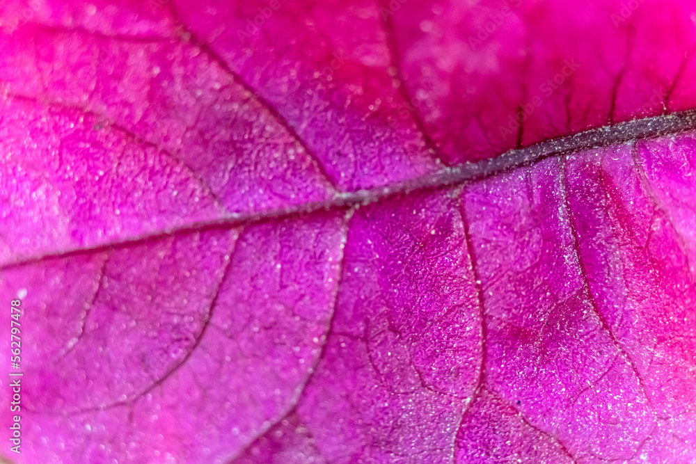 Fototapeta premium Leaves of bougainvilleas flower. yellow varieties of Bougenvillia flower