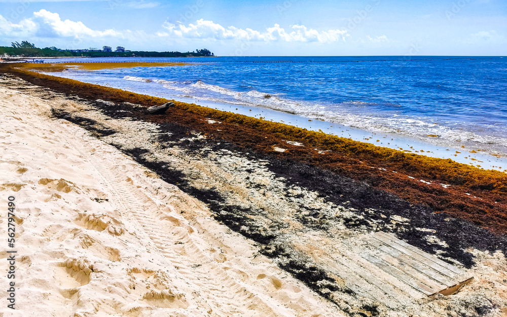 Beautiful Caribbean beach totally filthy dirty nasty seaweed problem Mexico.