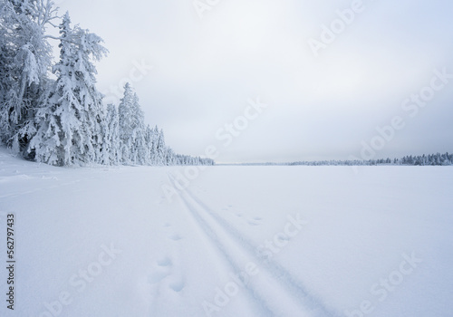 Low perspective of a ski trail on a large snow covered lake under a grey sky. The ski tracks disappear in the distance. The trees on the shoreline are covered with thick snow. 
