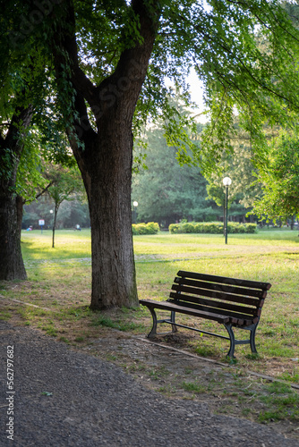 empty bench in the park and tree in the background , a calming background and space for text