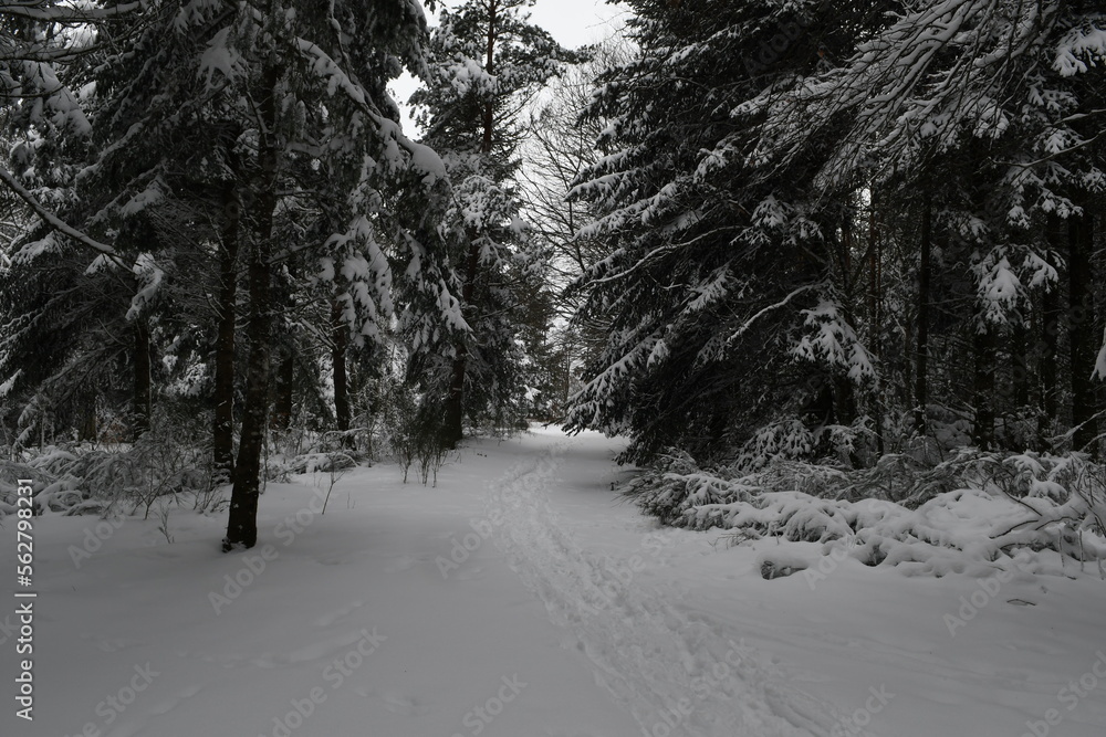 Obraz premium Une forêt sous la neige en hiver en auvergne france 