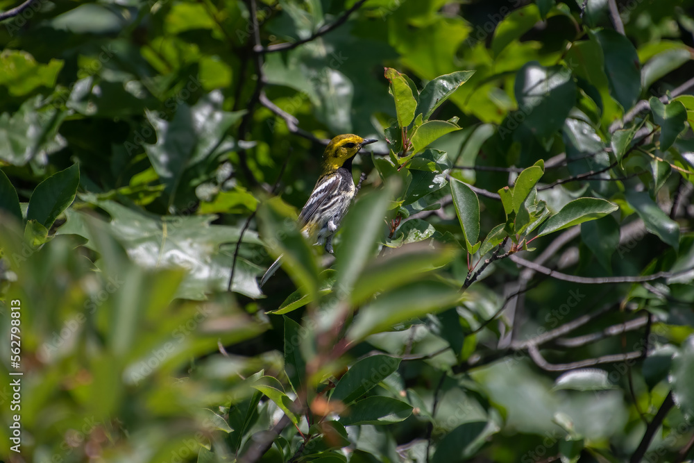 A black throated green warbler in tree. A black throated green warbler in tree.