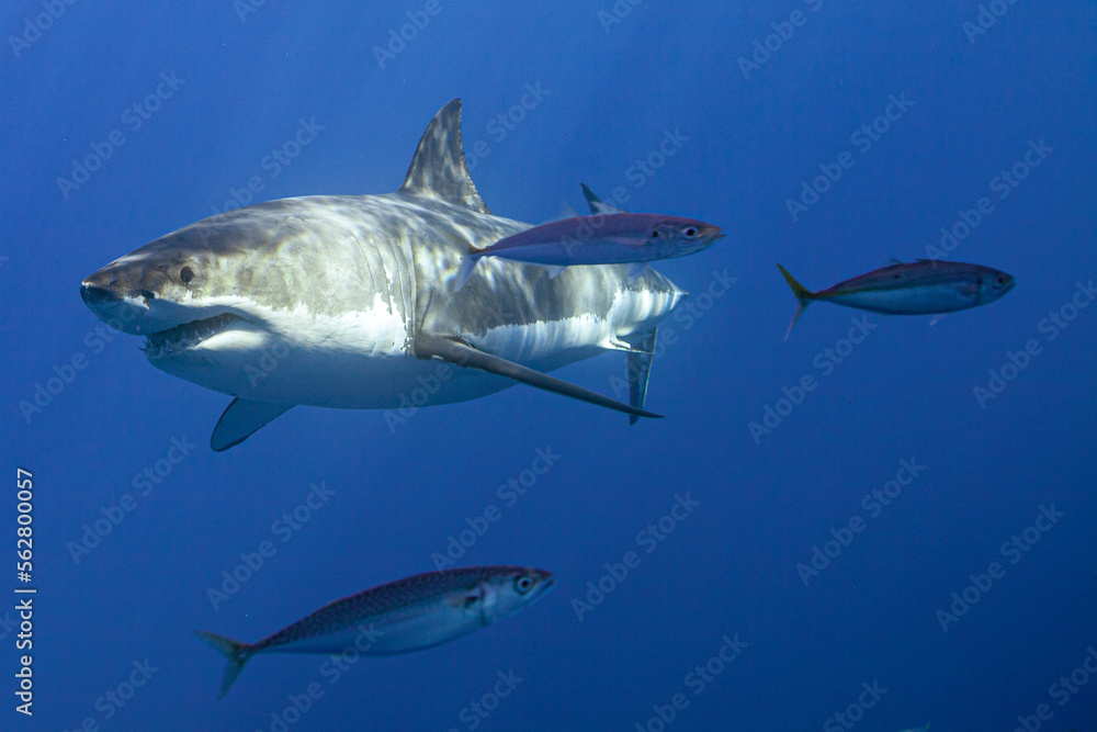 Fototapeta premium Things under the sea