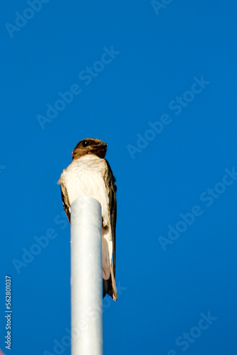 Fototapeta Naklejka Na Ścianę i Meble -  Today, the choice of the image of the swallow responds to the symbolism inherent in this bird, especially luck, renewal and love.

-LA GOLONDRINA-