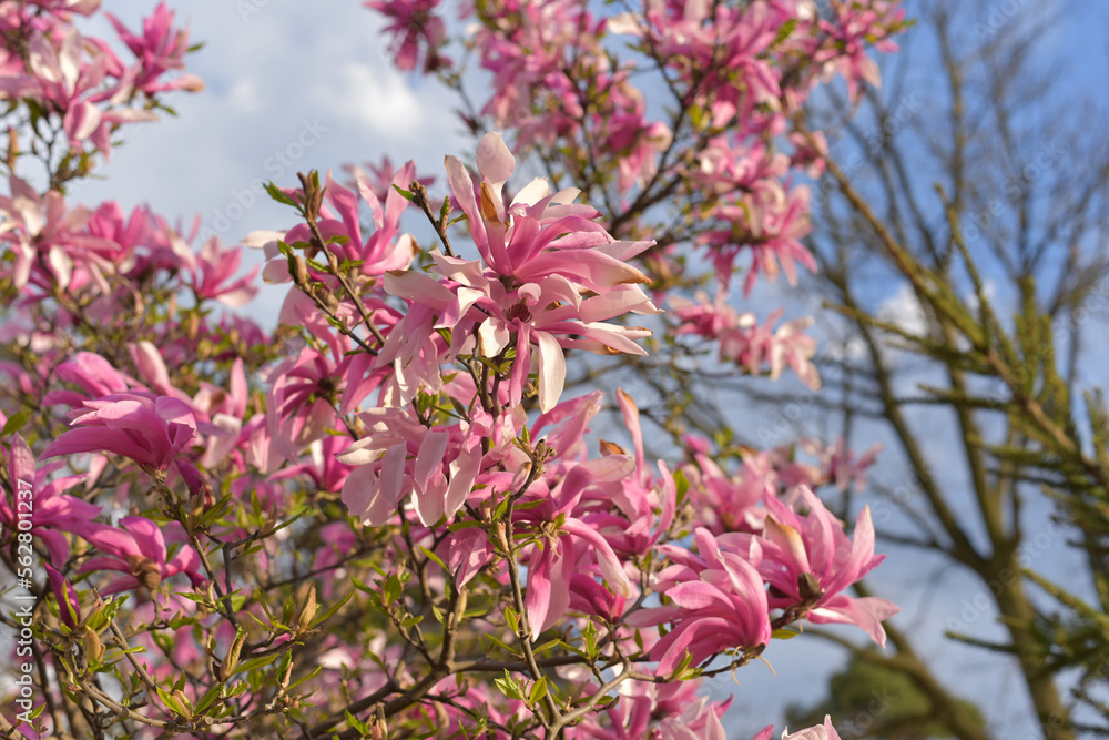 White-pink magnolias in the botanical garden White-pink magnolias in the botanical garden