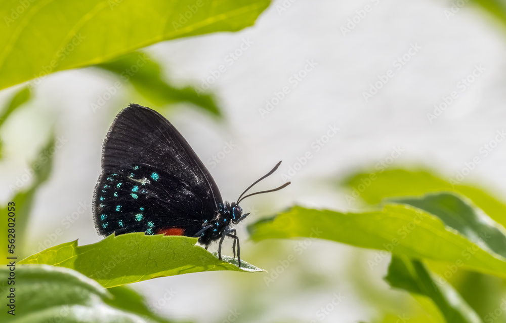 Fototapeta premium Close up of a single black blue and red Atala butterfly, also known as coontie hairstreak or just atala butterfly with wings up