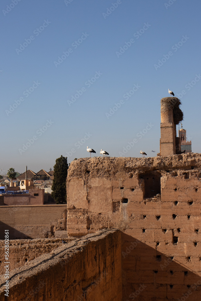 Three storks perched on a rooftop in Marrakesh.