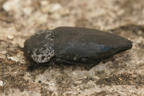 Closeup on a larger black jewel beetle   Capnodis tenebrionis sitting on wood in the Gard  France