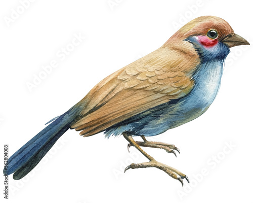 Tropical beige bird on a white background, spring watercolor illustration, botanical painting