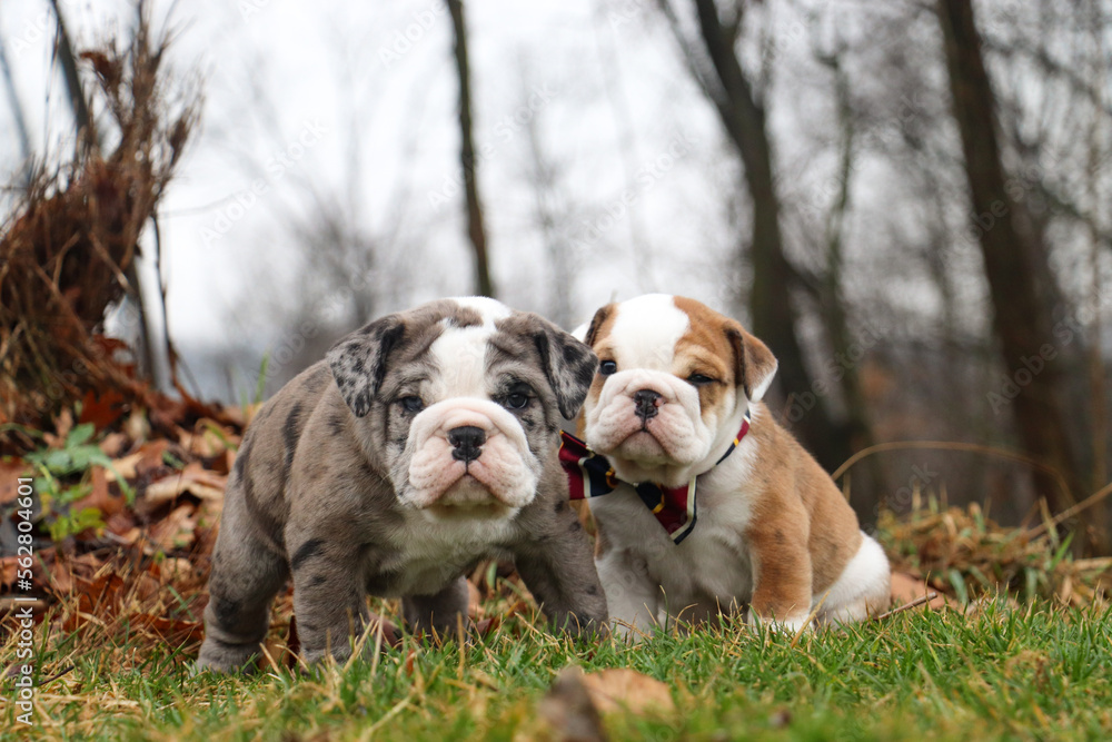 Adorable best friend bulldog puppies who are so wrinkly sitting outdoors in green grass looking at the camera