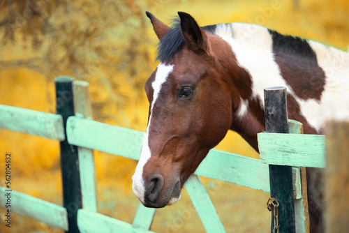 Cabeça de cavalo marrom com crina curta photo
