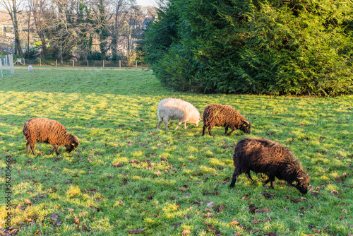 Éco-pâturage  avec des moutons de Ouessant 