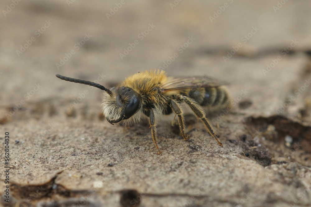 Soft and colorful closup on a furry male of the oligolectic Heather mining bee, Andrena fuscipes sitting on wood Soft and colorful closup on a furry male of the oligolectic Heather mining bee, Andrena fuscipes sitting on wood