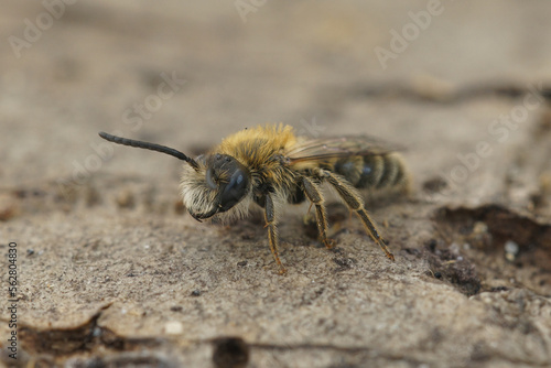 Soft and colorful closup on a furry male of the oligolectic Heather mining bee, Andrena fuscipes sitting on wood © Henk