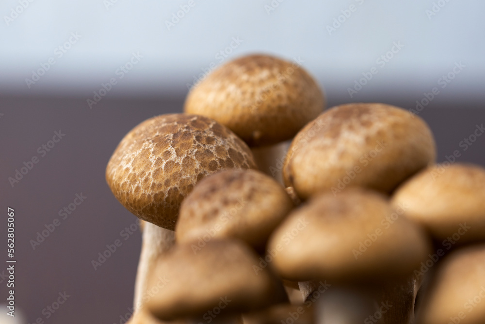 Shimejii mushrooms Shimejii mushrooms