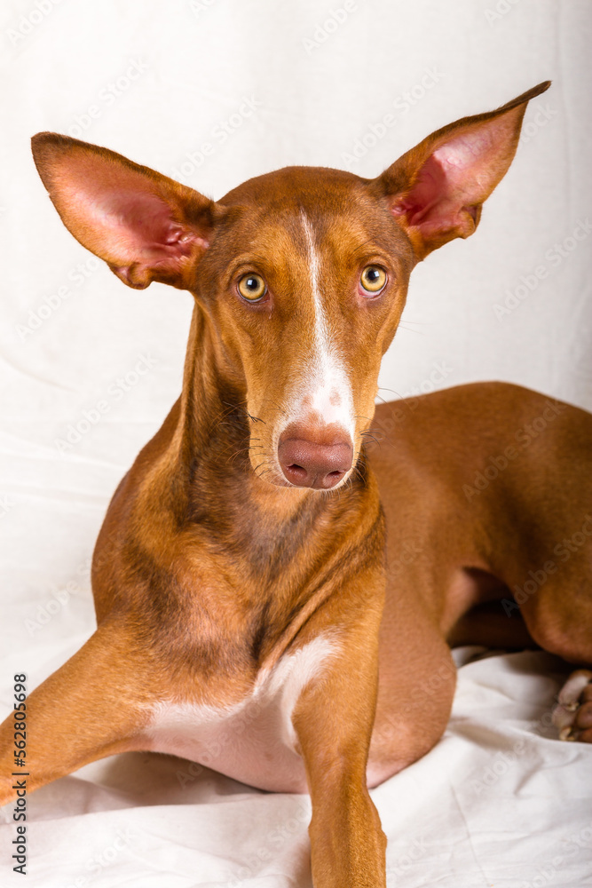 Vertical studio portrait, close-up, of a female canary hound puppy. 
Reddish brown color, with white line on the face and yellow eyes. The dog is lying down, looking straight ahead, 