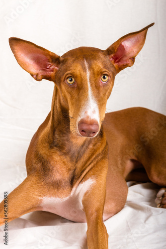 Vertical studio portrait, close-up, of a female canary hound puppy. Reddish brown color, with white line on the face and yellow eyes. The dog is lying down, looking straight ahead, 