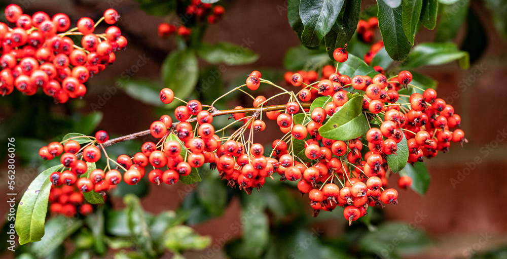 red berries red berries