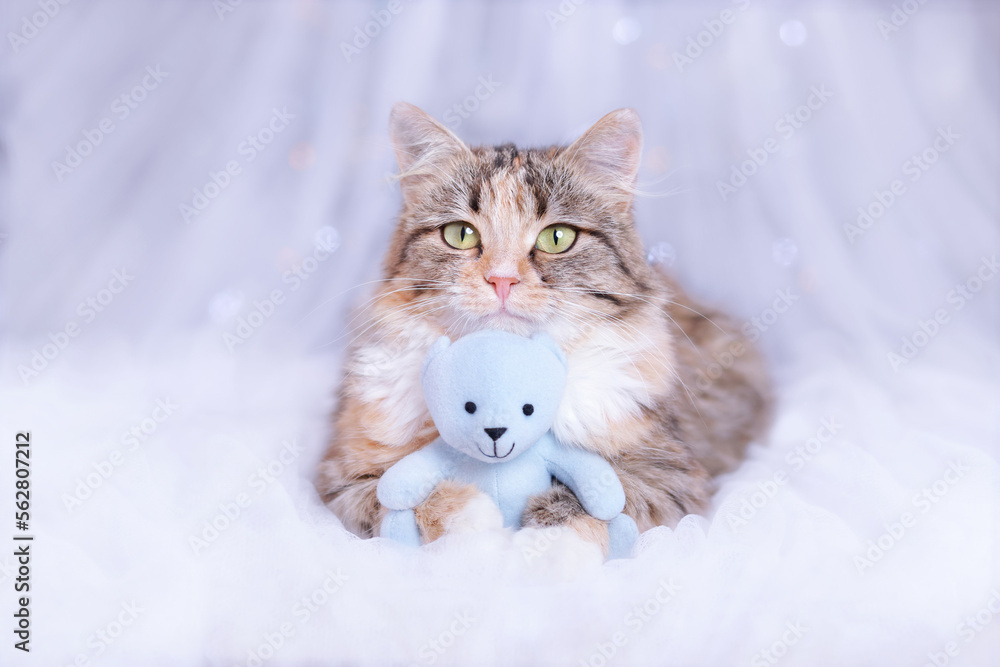 Cat lies with a blue teddy bear and looks at the camera. Kitten on a blue background. Pet care. Cat close up. Pet. Without people. Copy space. Animal background. Beautiful Kitten resting. 