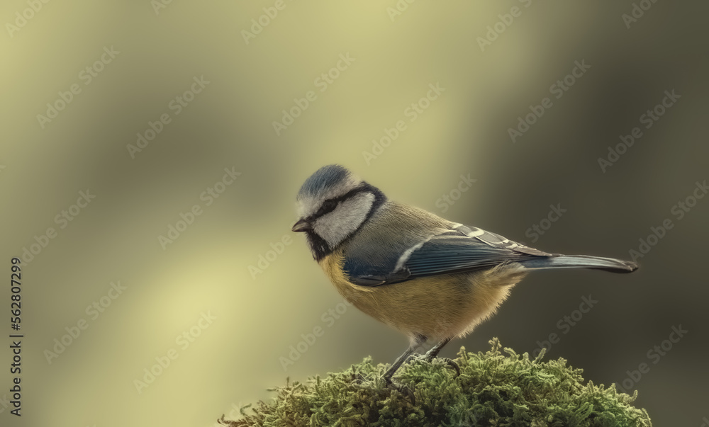 Naklejka premium blue tit