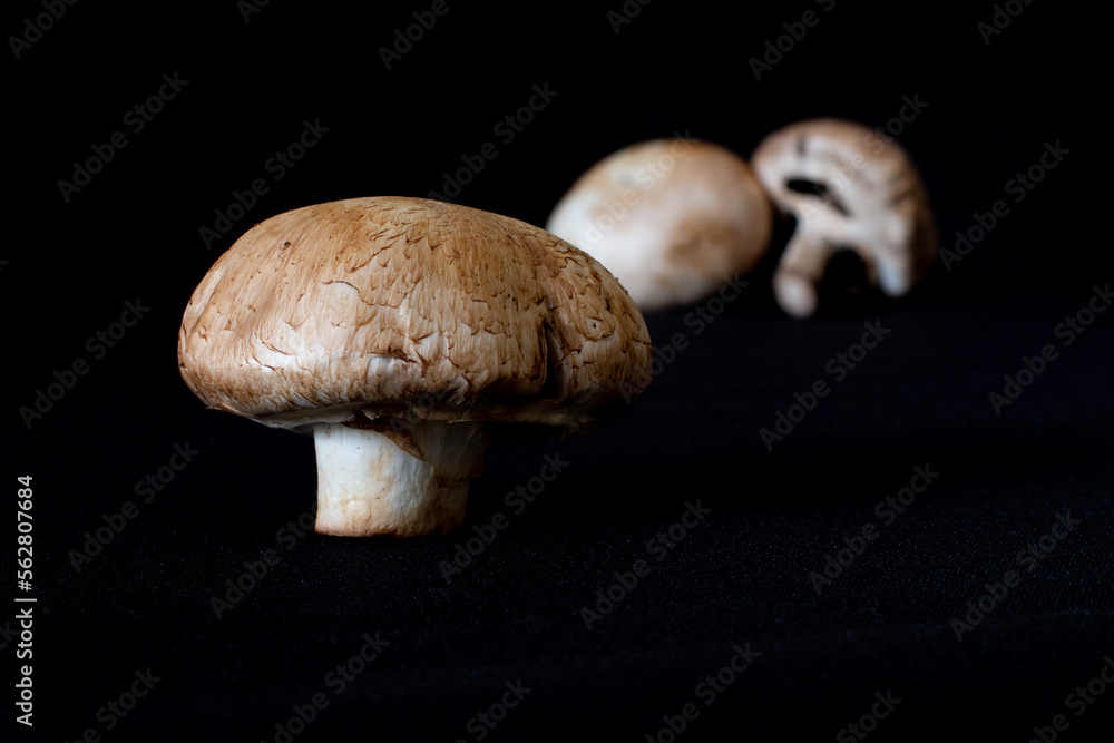 champignon,setas, champiñon champignon,setas, champiñon