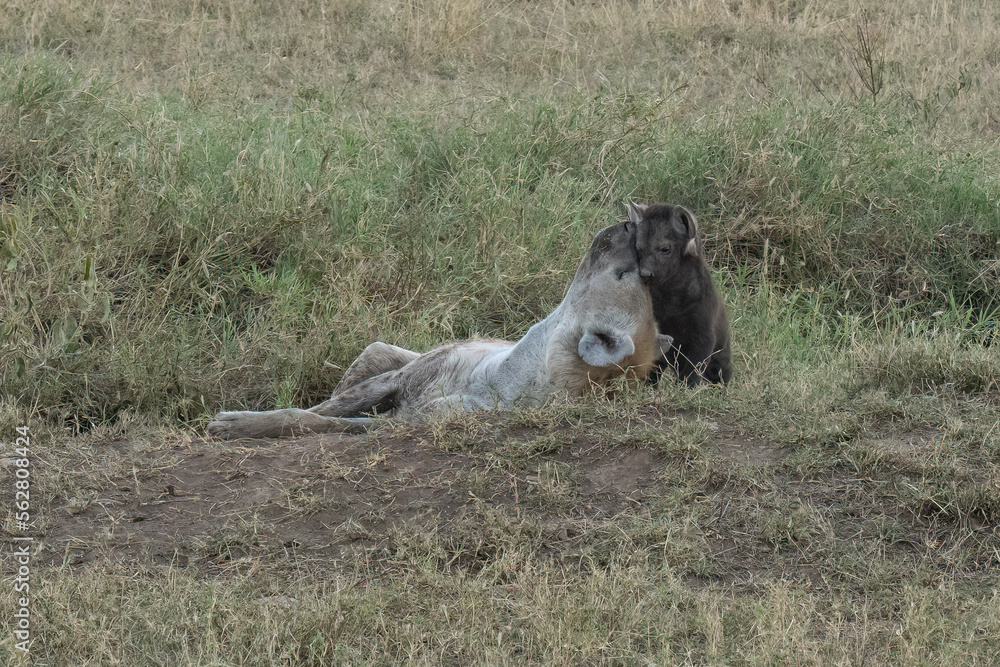 Hyenas in Tanzania Hyenas in Tanzania
