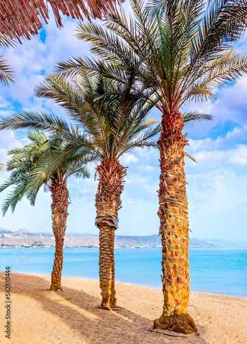 Palm trees on sandy beach of the Red Sea, Sinai, Middle East