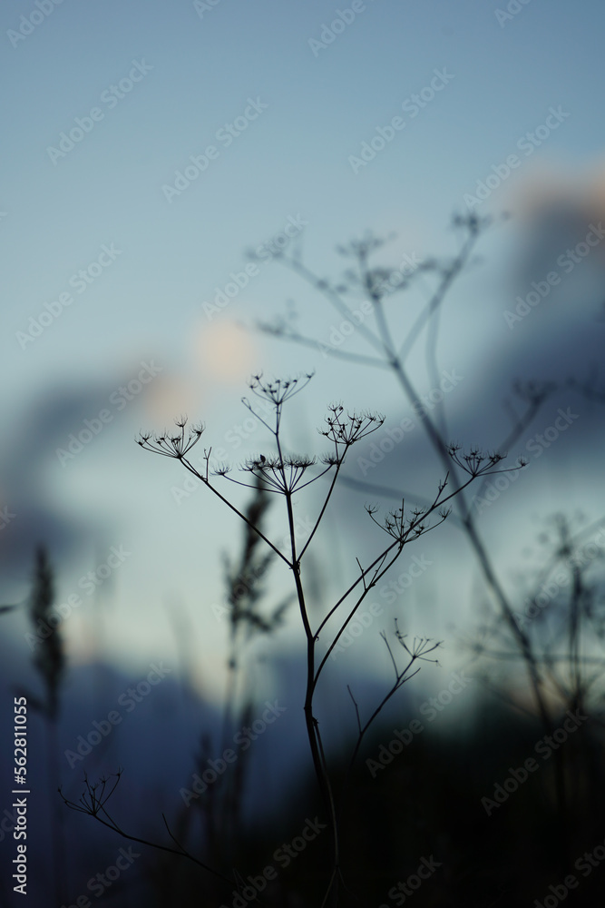 Plants in the mountains sunset Plants in the mountains sunset