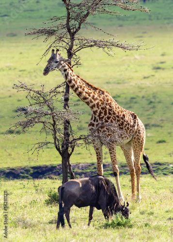 Fototapeta Naklejka Na Ścianę i Meble -  Masai giraffe, Giraffa Camelopardalis Tippelskirchii, in Maasai Mara National Reserve, Kenya