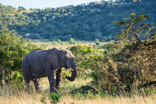 Elephant in Masai Mara National Reserve  Kenya