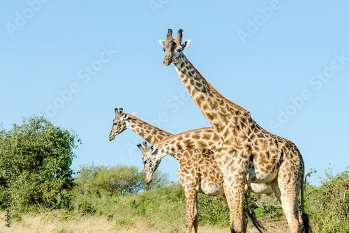 Masai giraffes (Giraffa Camelopardalis Tippelskirchii) in Maasai Mara National Reserve, Kenya