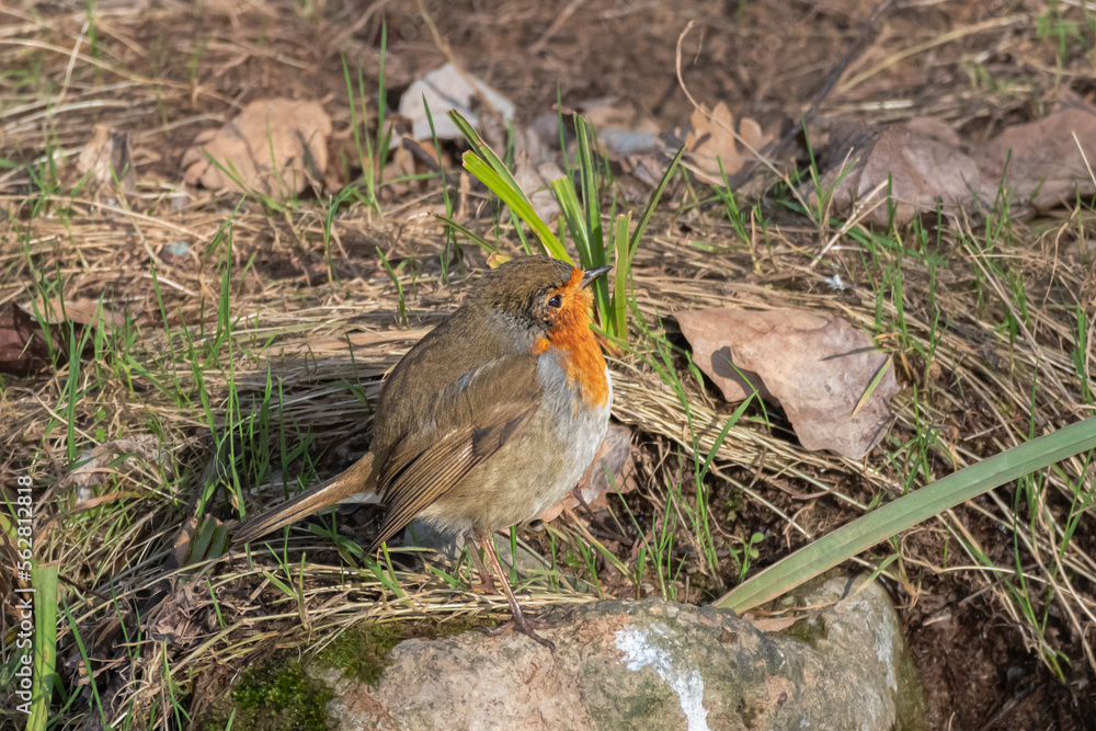 European Robin living along a river European Robin living along a river