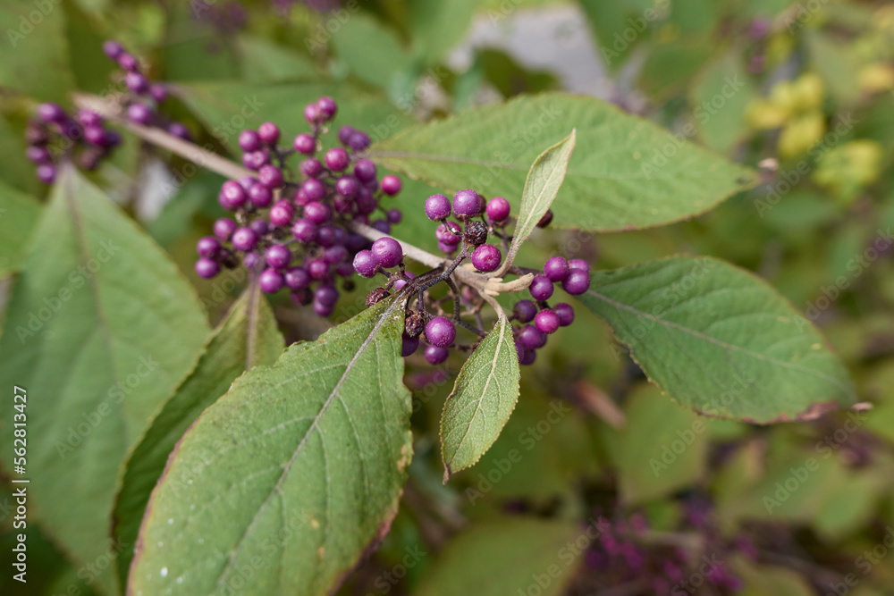 Callicarpa bodinieri branch close up Callicarpa bodinieri branch close up
