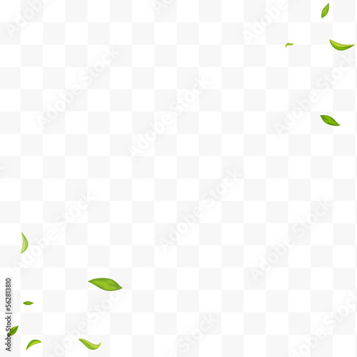 Olive Greens Fly Vector Transparent Background