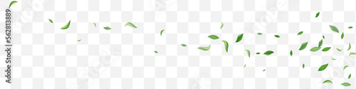 Lime Leaves Motion Vector Transparent Panoramic