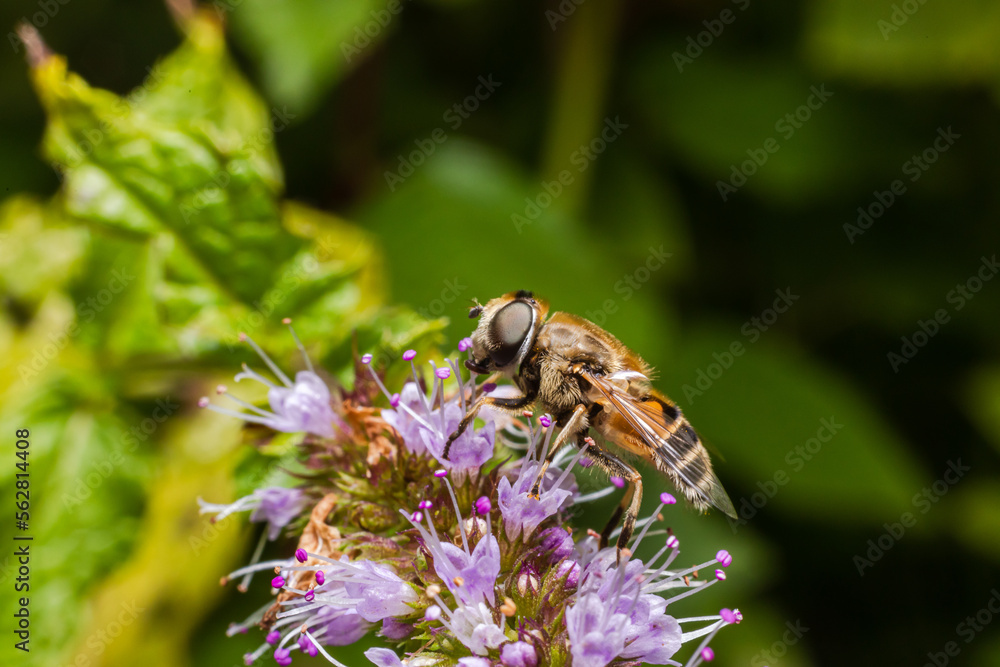 Honey bee covered with yellow pollen drink nectar, pollinating flower. Inspirational natural floral spring or summer blooming garden background. Life of insects. Extreme macro close up selective focus Honey bee covered with yellow pollen drink nectar, pollinating flower. Inspirational natural floral spring or summer blooming garden background. Life of insects. Extreme macro close up selective focus