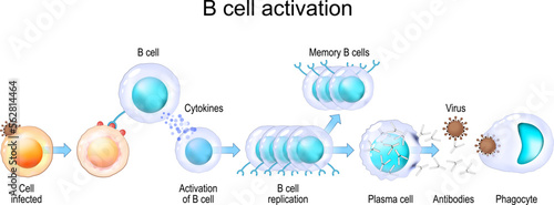 Activation of B cell leukocytes. transparent realistic cells photo