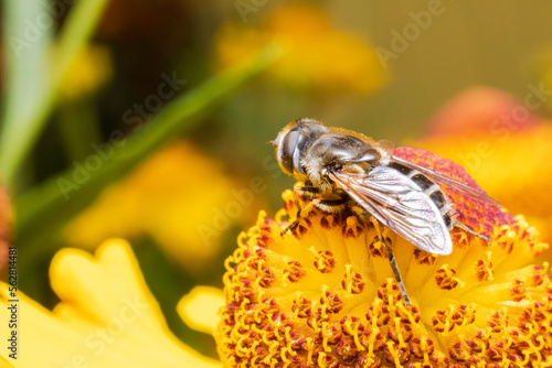 Honey bee covered with yellow pollen drink nectar, pollinating flower. Inspirational natural floral spring or summer blooming garden background. Life of insects. Extreme macro close up selective focus photo