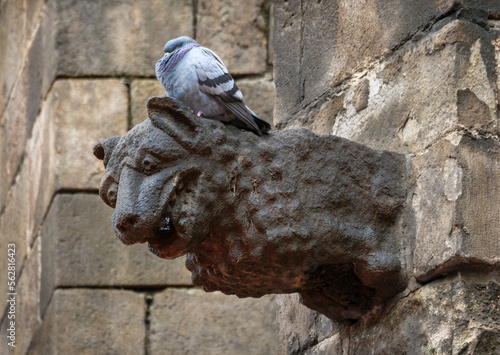 Gargoyle image close-up, demonic creature in the Middle Ages of Western Europe, decor element in gothic architecture. Medieval decoration on the wall of the Cathedral of Barcelona, Gothic quarter.