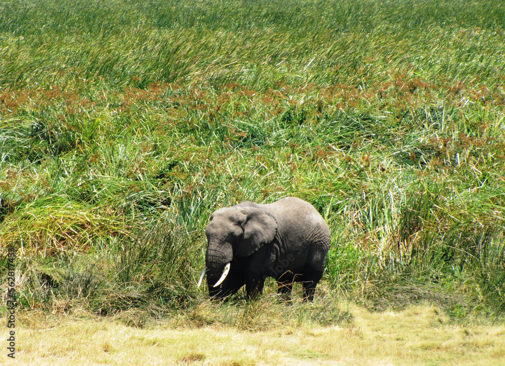 Fototapeta premium Elefante africano.