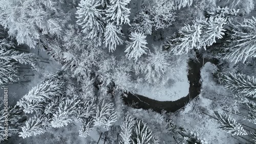 Smooth drone flight over snow covered fir trees in winter, looking straight down. Cold season.