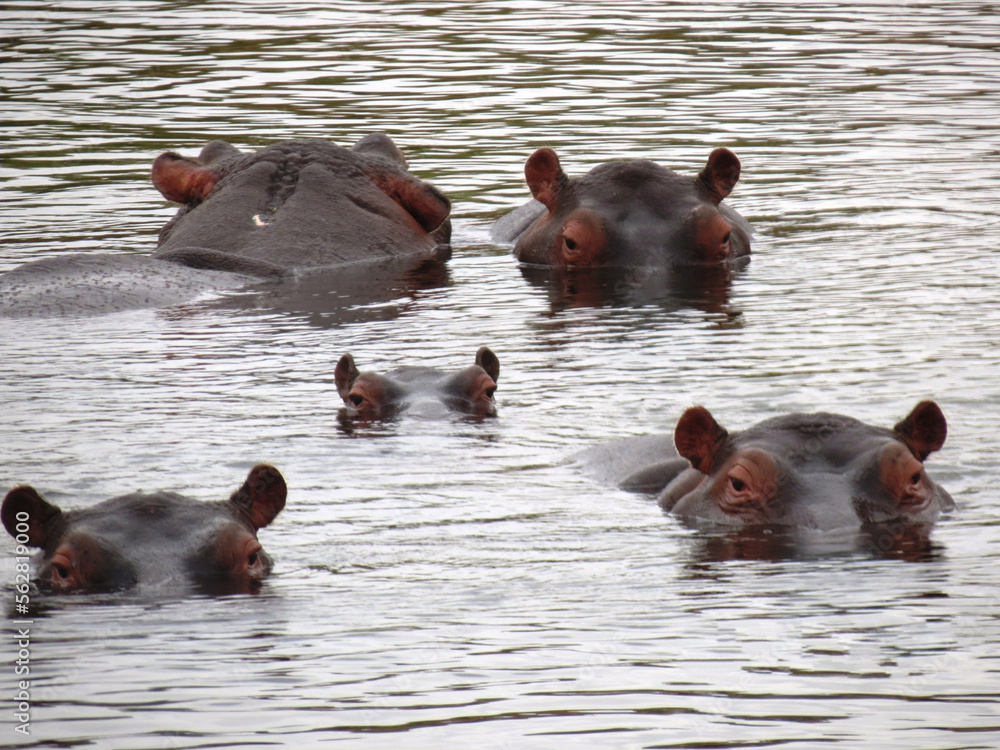 Fototapeta premium Hipopótamo.