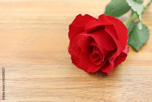 Red rose on a wooden background. Copy space.