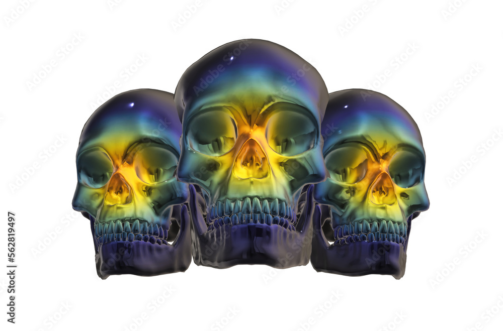 skull, human skeleton skull, human skeleton